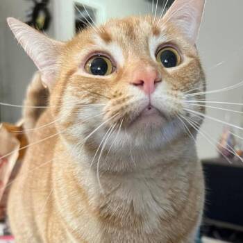 Domestic Short Hair Cats Available for Adoption in Greensboro, North Carolina - Squeak | PetCurious