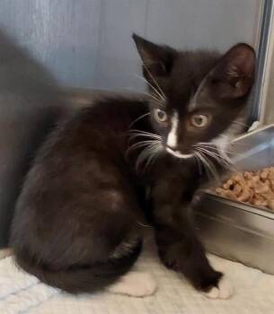 Domestic Short Hair Cats Available for Adoption in Chula Vista, California - JULIAN | PetCurious