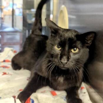 Domestic Short Hair Cats Available for Adoption - Slick | PetCurious