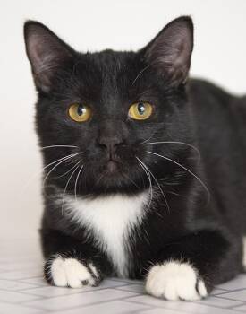 Moira -  Tuxedo Cat for Adoption in Chicago, Illinois - Moira | PetCurious