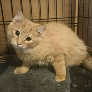 Domestic Long Hair Cats Available for Adoption - Lassie | PetCurious