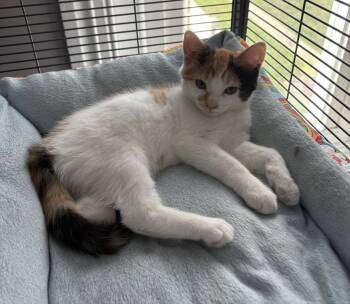 Ladybug -  Domestic Short Hair Cat for Adoption in Breinigsville, Pennsylvania - Ladybug | PetCurious
