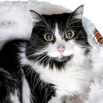 Domestic Short Hair Cats Available for Adoption - Misty | PetCurious