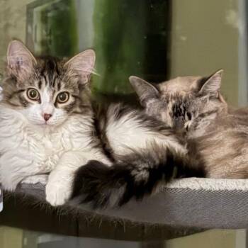 Domestic Medium Hair Cats Available for Adoption in Abbotsford, British Columbia - Spider Gwen | PetCurious