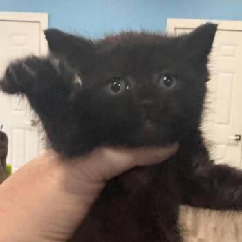 Foster -  Domestic Short Hair Cat for Adoption in Marion, Virginia - Foster | PetCurious