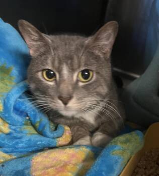 Mitchell -  Domestic Short Hair Cat for Adoption in Windsor, Connecticut - Mitchell | PetCurious