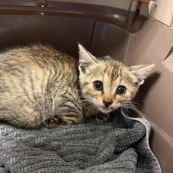 Hiccup 16 -  Domestic Short Hair Cat for Adoption in Austin, Texas - Hiccup 16 | PetCurious