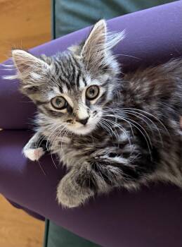 Ash -  Domestic Long Hair Cat for Adoption in South Pasadena, California - Ash | PetCurious