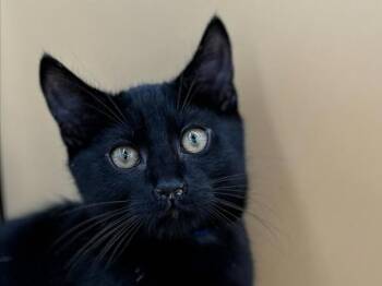 Hi -  Domestic Short Hair Cat for Adoption in Portland, Oregon - Hi | PetCurious