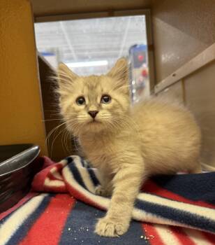 Tiesj -  Siamese Cat for Adoption in Albuquerque, New Mexico - Tiesj | PetCurious