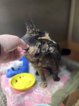 Sweater -  Domestic Short Hair Cat for Adoption in Westland, Michigan - Sweater | PetCurious