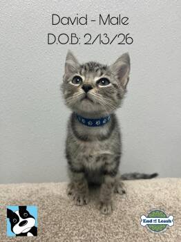 Domestic Short Hair Cats Available for Adoption in Muskego, Wisconsin - David - Playful And Affectionate Kitten | PetCurious