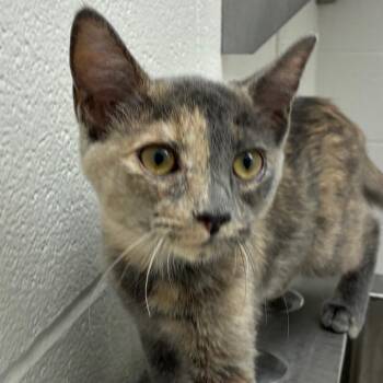 Erin -  Domestic Short Hair Cat for Adoption in Corpus Christi, Texas - Erin | PetCurious