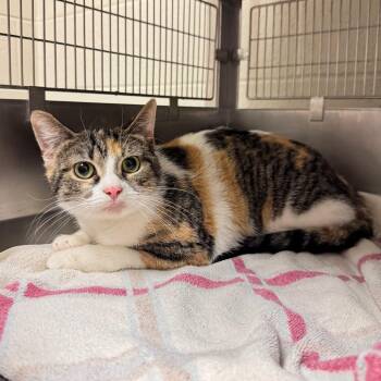 Domestic Short Hair Cats Available for Adoption - Kimchi | PetCurious