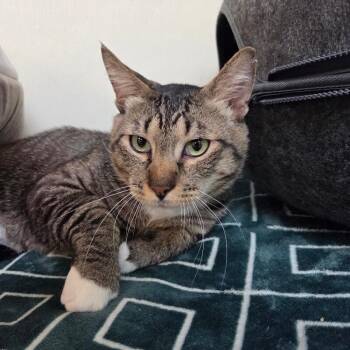 Joey -  Domestic Short Hair Cat for Adoption in Arlington, Washington - Joey | PetCurious