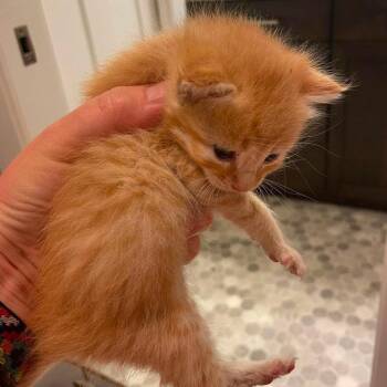 Rorry -  Domestic Short Hair Cat for Adoption in Nampa, Idaho - Rorry | PetCurious