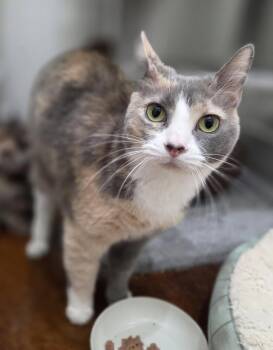 Whitey (Bonded to Pita) -  Domestic Short Hair and Calico Cat for Adoption in Magnolia Springs, Alabama - Whitey (Bonded To Pita) | PetCurious