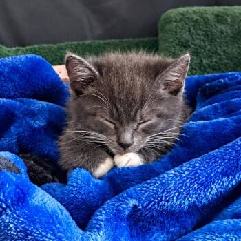 Figaro -  Domestic Short Hair Cat for Adoption in Tustin, California - Figaro | PetCurious