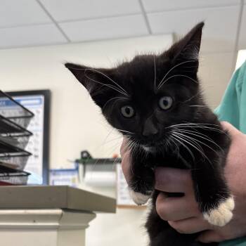 Kristoff -  Domestic Short Hair Cat for Adoption in Galax, Virginia - Kristoff | PetCurious