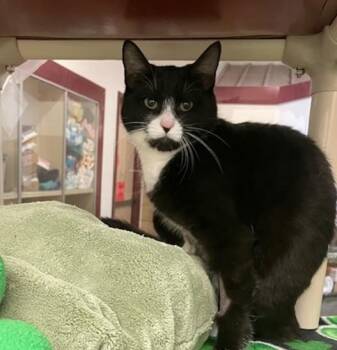 Domestic Short Hair Cats Available for Adoption - SWEET HEART | PetCurious