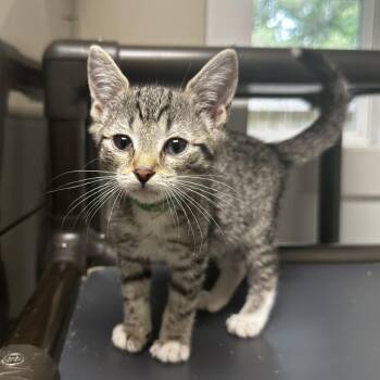 Tippy -  Domestic Short Hair Cat for Adoption in Blue Ridge, Georgia - Tippy | PetCurious