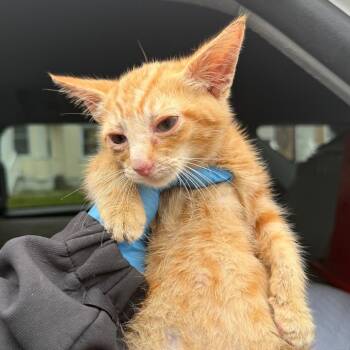 Duffy -  Domestic Short Hair Cat for Adoption in Newark, New Jersey - Duffy | PetCurious
