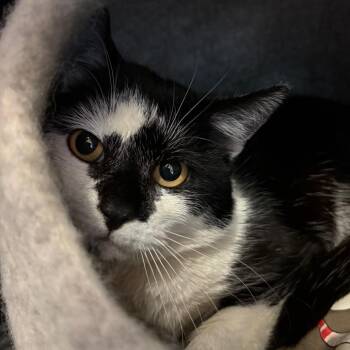 Domestic Short Hair Cats Available for Adoption - Mason | PetCurious