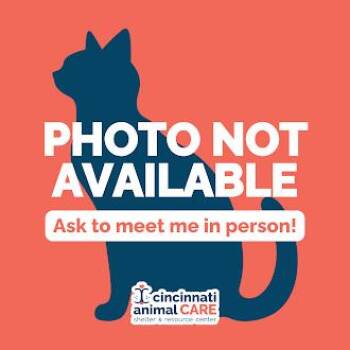 Squirt -  Domestic Short Hair Cat for Adoption in Cincinnati, Ohio - Squirt | PetCurious