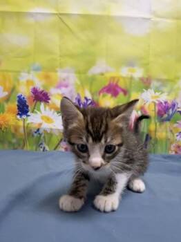 Domestic Short Hair Cats Available for Adoption in San Antonio, Texas - Toad | PetCurious