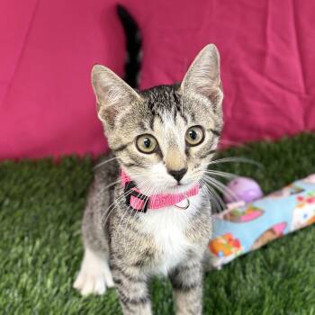 Blossom -  Domestic Short Hair Cat for Adoption in Bardstown, Kentucky - Blossom | PetCurious