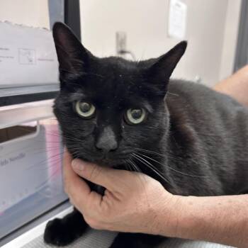 Cam -  Domestic Short Hair Cat for Adoption in Morganton, North Carolina - Cam | PetCurious