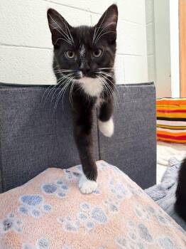 Walter Whiskers -  Domestic Short Hair Cat for Adoption - Walter Whiskers | PetCurious
