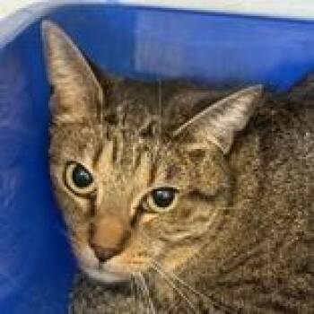 Domestic Short Hair Cats Available for Adoption in Lansing, Michigan - Louise  | PetCurious