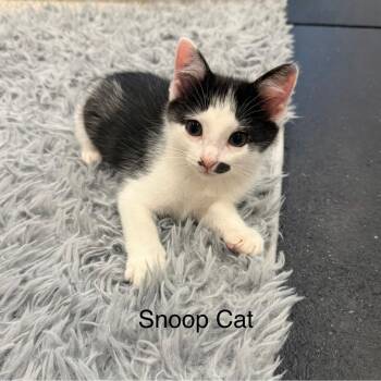 Snoop Cat--In Foster -  Domestic Short Hair Cat for Adoption in Fargo, North Dakota - Snoop Cat--In Foster | PetCurious