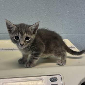 Adria -  Domestic Short Hair Cat for Adoption in Carencro, Louisiana - Adria | PetCurious