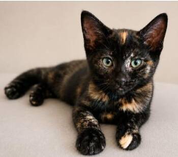 Norma Jean -  Domestic Short Hair Cat for Adoption in Battle Creek, Michigan - Norma Jean | PetCurious