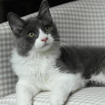 Mr Johnson -  Domestic Medium Hair Cat for Adoption in Hillsborough, North Carolina - Mr Johnson | PetCurious