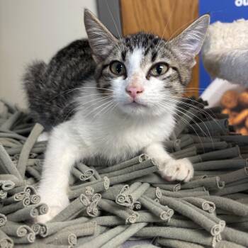 Bryan -  Tabby Cat for Adoption in Kansas City, Missouri - Bryan | PetCurious
