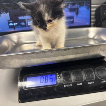 Rock -  Domestic Short Hair Cat for Adoption in Saint Joseph, Missouri - Rock | PetCurious