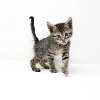 Mockingbird -  Domestic Short Hair Cat Available for Adoption in Florence, Arizona - Mockingbird | PetCurious