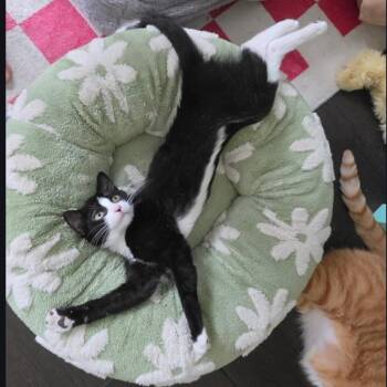 EMELIA N. - Playful Little Shadow -  Domestic Short Hair Cat Available for Adoption in New York, New York - EMELIA N. - Playful Little Shadow | PetCurious