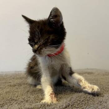IVHS-Stray-139224 -  Domestic Short Hair Cat for Adoption in San Gabriel, California - IVHS-Stray-139224 | PetCurious