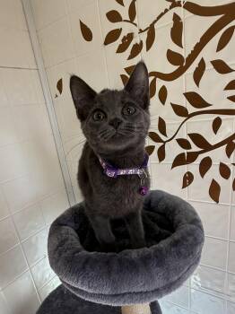 Ash -  Domestic Short Hair Cat for Adoption in Osgood, Indiana - Ash | PetCurious