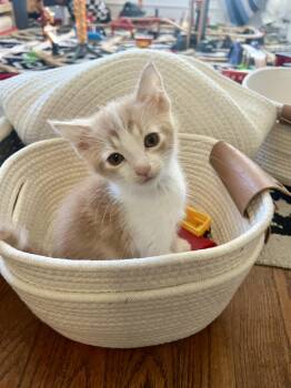 Hermione -  Domestic Short Hair Cat for Adoption in San Diego, California - Hermione | PetCurious
