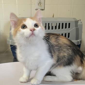 Anna Grace -  Domestic Short Hair Cat for Adoption in Wappingers Falls, New York - Anna Grace | PetCurious