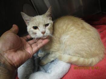 (647) -  Domestic Short Hair Cat for Adoption in Marietta, Georgia - (647) | PetCurious