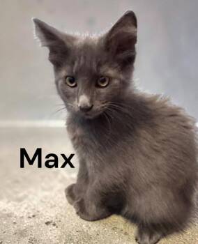 Max -  Domestic Short Hair Cat for Adoption in Weems, Virginia - Max | PetCurious