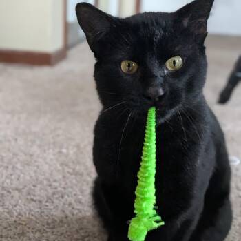 Domestic Short Hair Cats Available for Adoption - Shadow | PetCurious