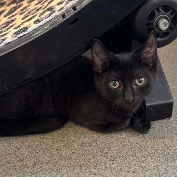 Lida bida booda butt -  Domestic Short Hair Cat for Adoption in Rocky Mount, Virginia - Lida Bida Booda Butt | PetCurious