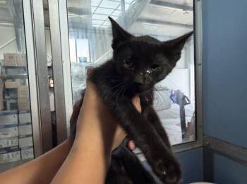 BELLATRIX -  Domestic Short Hair Cat for Adoption in San Bernardino, California - BELLATRIX | PetCurious
